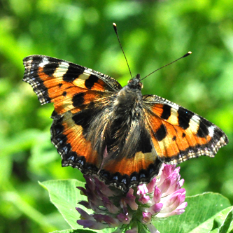 N%C3%A6ldens%20takvinge